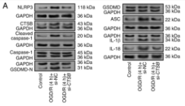 Cleaved-Caspase 1 (Asp296), p20 Antibody - Figure 5.