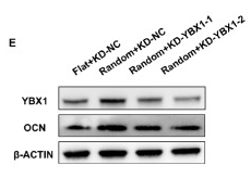 Osteocalcin Antibody - Figure 4 .