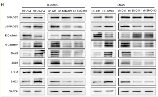 N Cadherin Antibody - Figure 2.