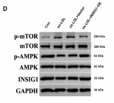 AMPK alpha Antibody - Fig.