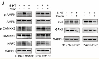 Phospho-AMPK alpha (Thr172) Antibody - Figure 5.