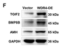 BMP8B Antibody - Figure 6.