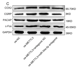 c-Fos Antibody - Fig.