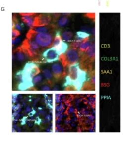 CD147 Antibody - Fig.