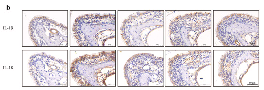 IL18 Antibody - Fig.