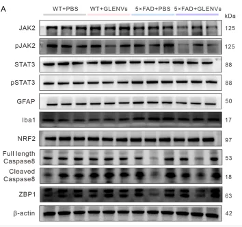 JAK2 Antibody - FIGURE 5 The GLENVs-induced inhibition of the activation of microglia and JAK2/STAT3 signaling pathway in the hippocampus of the 5×FAD mice.