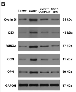 Osteocalcin Antibody - FIGURE 7 CGRP upregulates osteogenic gene and protein expression via the cAMP/PKA/CREB pathway: (A) qRT-PCR analysis of osteogenic transcription factors (Runx2 and Osterix) and marker genes (OPN and OCN), along with cell cycle gene (CyclinD1), after 7 days of osteogenic induction.