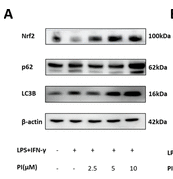LC3B Antibody - Figure 6.
