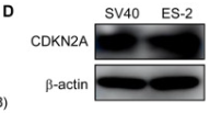 CDKN2A/p16INK4a Antibody - Figure 8.