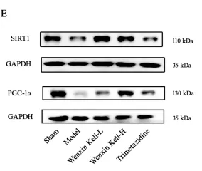 PGC1 Antibody - FIGURE 3 Effects of Wenxin Keli and trimetazidine on AMPK/SIRT1/PGC-1α pathway proteins in myocardial infarction-induced heart failure rats: (A–G) WB analyzed AMPK, SIRT1, PGC-1α expression, quantified via ImageJ (n = 6), (H–L) PPARs, ERRs detected similarly by WB with ImageJ (n = 6).