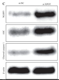 Cleaved-Caspase 1 (Asp296), p20 Antibody - Fig.