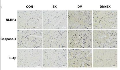 NLRP3 Antibody - Fig.