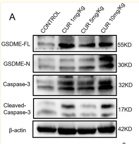 Cleaved-Caspase 3 (Asp175), p17 Antibody - FIGURE 4.