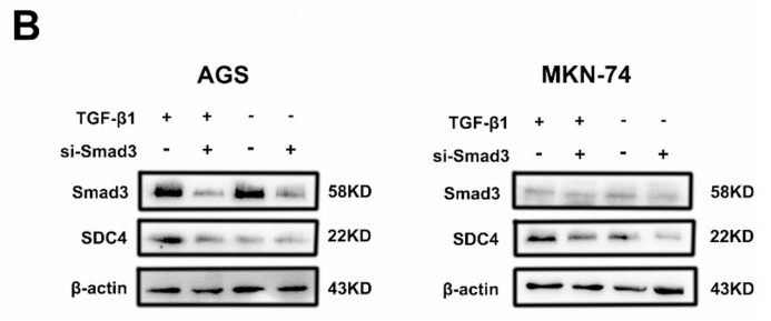 Smad3 Antibody - Fig.