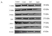 LC3B Antibody - Fig.