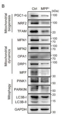 PINK1 Antibody - Fig.
