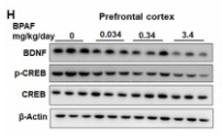 Phospho-CREB (Ser133) Antibody - Fig.