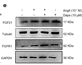 FGFR1 Antibody - Fig.