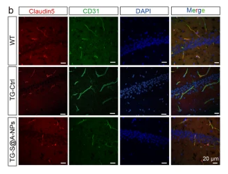 Claudin 5 Antibody - Fig.