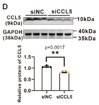 Tubulin beta Antibody - Figure 4.