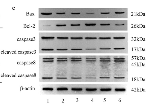Caspase 8 Antibody - Figure 3.