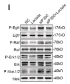 Phospho-MEK1/2 (Ser218+Ser222/Ser222+Ser226) Antibody - Fig.