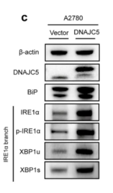 Phospho-IRE1 (Ser724) Antibody - Fig.