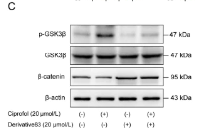 Phospho-GSK3 beta (Ser9) Antibody - Fig.
