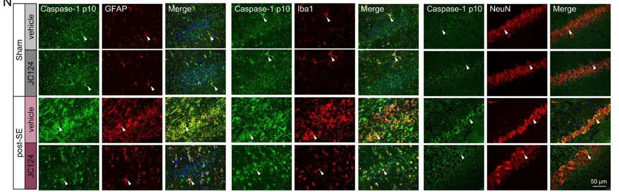 Cleaved-Caspase 1 (Ala317), p10 Antibody - Fig.