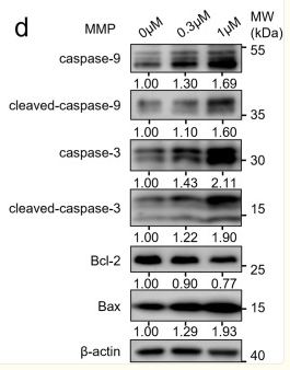 beta Actin Antibody - Fig.