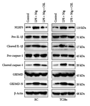Cleaved-Caspase 1 (Asp296), p20 Antibody - Figure 3 (A) CSL reduces inflammation and pyroptosis levels in chondrocytes.