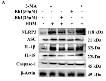 NLRP3 Antibody - FIGURE 6 Pretreatment with 3-MA enhances NLRP3 inflammasome activation, product formation, and apoptosis in HDM-stimulated HNEpCs.