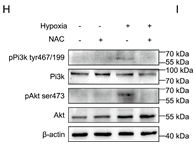 Phospho-AKT1/2/3 (Ser473) Antibody - Figure 7.