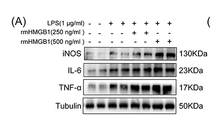 IL6 Antibody - Figure 4 HMGB1 promotes M1 polarization of macrophages through TRAF6/NF-κB pathway.