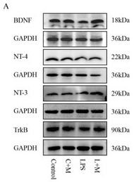 NTF4 Antibody - Figure 7.