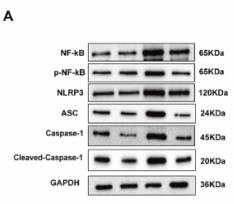 Caspase 1 Antibody - Fig.