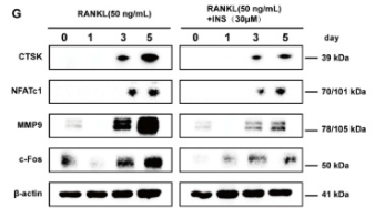 NFAT2 Antibody - Fig.