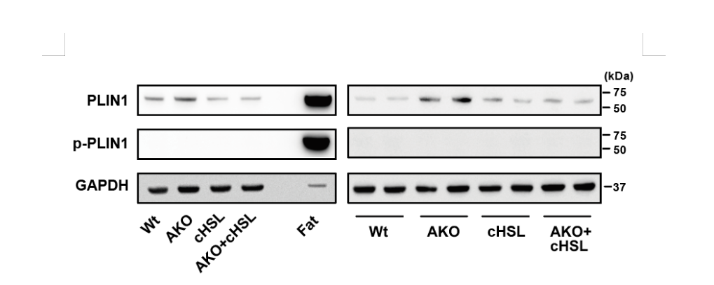 Phospho-Perilipin-1 (Ser522) Antibody - Supplemental Fig.
