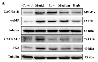 Tubulin beta Antibody - Figure 4 Expression of CACNA1D, CACNA1C, cAMP, and PKA.