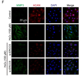 Aggrecan Antibody - Fig.