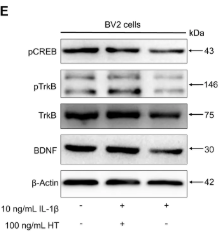 Phospho-CREB (Ser133) Antibody - FIGURE 6 HT promotes BDNF expression and protects against inflammatory apoptosis in IL-1β-treated BV2 cells.