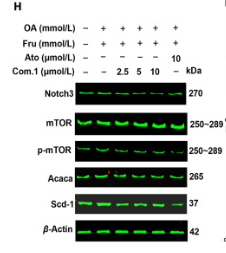 NOTCH3 Antibody - Figure 4.