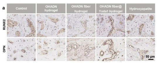 RUNX2 Antibody - Fig.