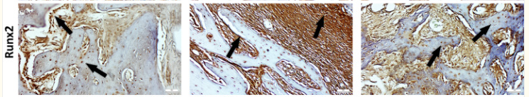 RUNX2 Antibody - Fig.