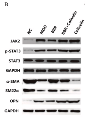 JAK2 Antibody - Fig.