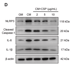 Cleaved-Caspase 1 (Asp296), p20 Antibody - Fig.