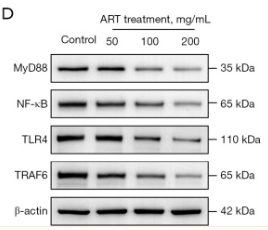 NF-kB p65 Mouse Monoclonal Antibody - Figure 4.