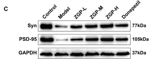Synapsin I Antibody - Fig.