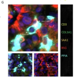 Collagen III Antibody - Fig.