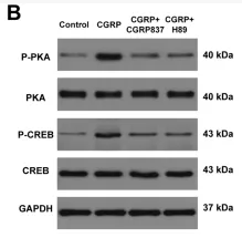 PKA alpha/beta/gamma CAT Antibody - FIGURE 6 CGRP activates the cAMP/PKA signaling pathway in BMSCs: (A) ELISA quantification of intracellular cAMP levels 30 min post-treatment.
